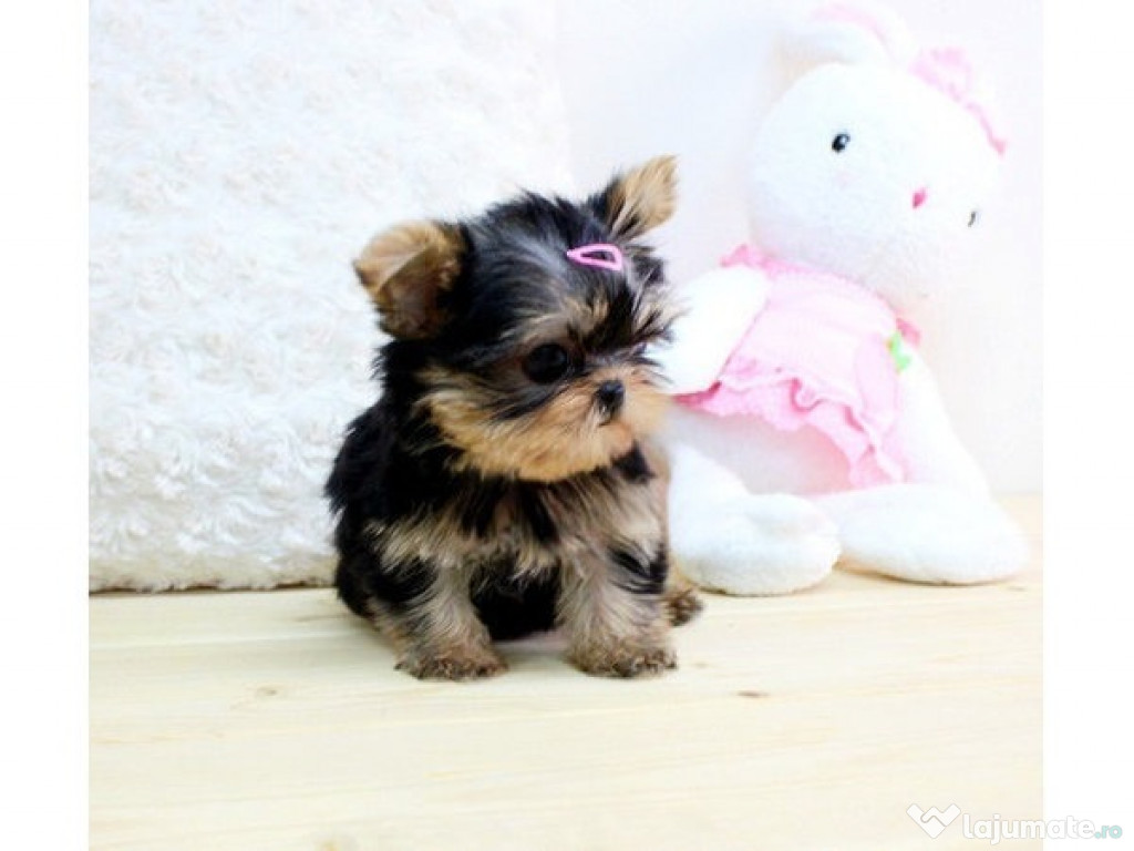 Puți buni de Yorkshire Terrier