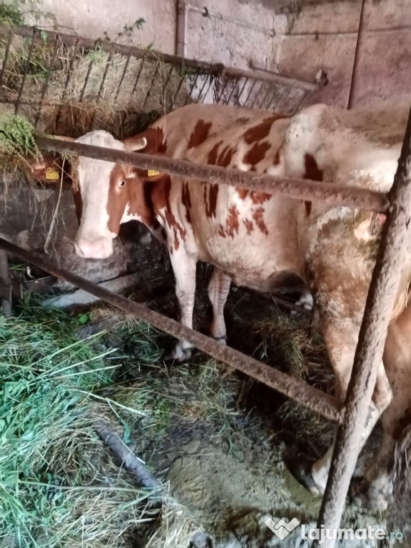 Vaca baltata
