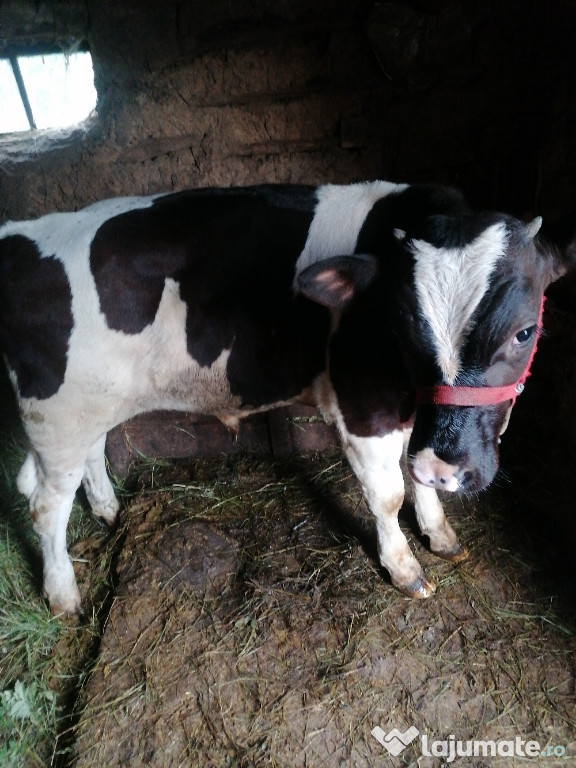 Taurasi în virsta de 5 luni ne înțărcat