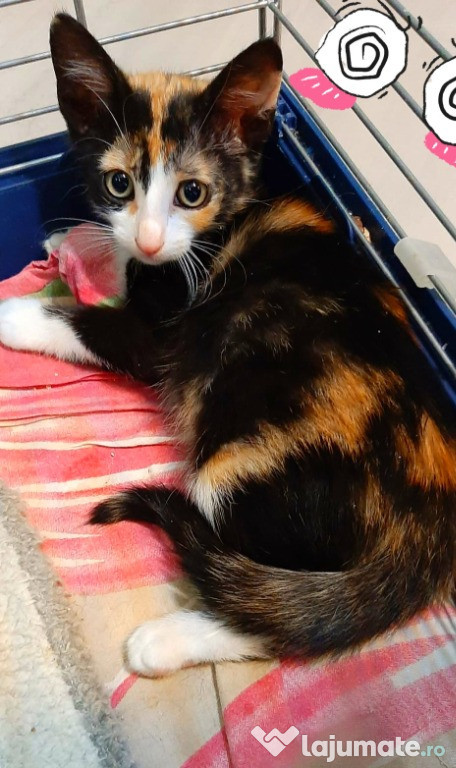 Adoptie pui pisica calico