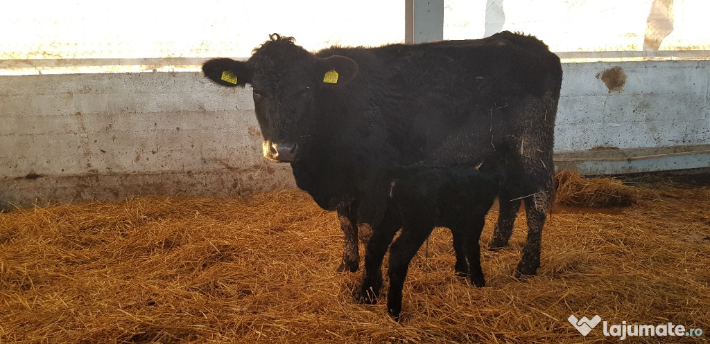 Vitele / Juninci Aberdeen Angus monta IA sexat Femel