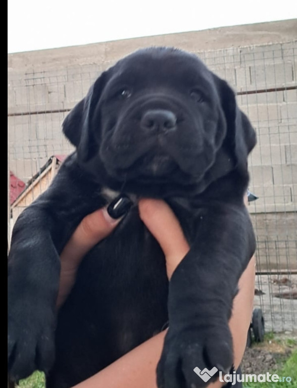 Cane Corso rasa pura negrii