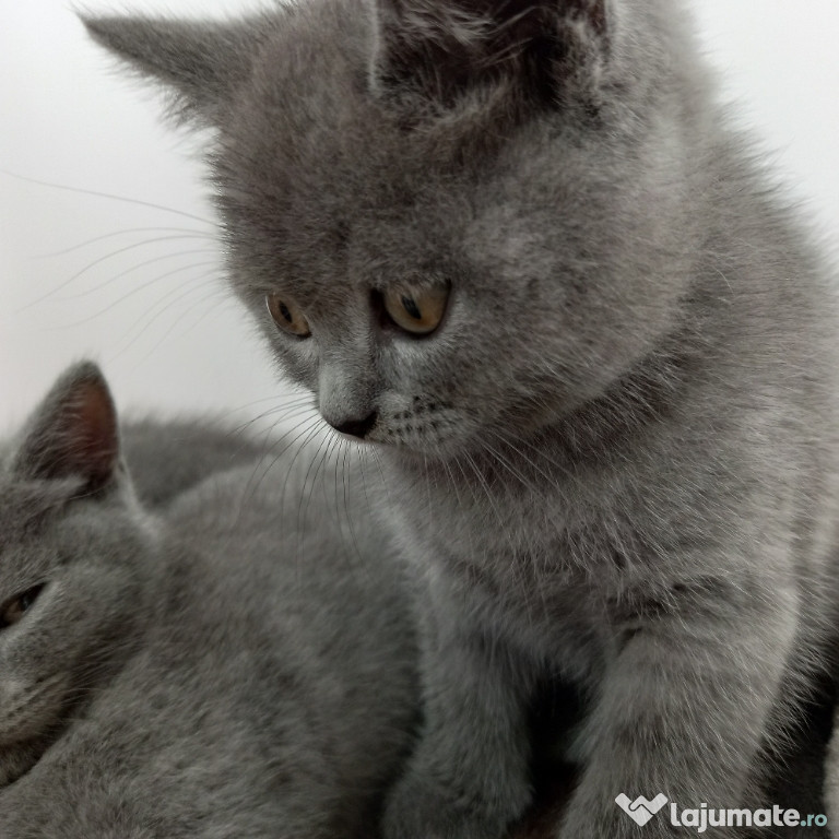 Pisoi british shorthair bluie