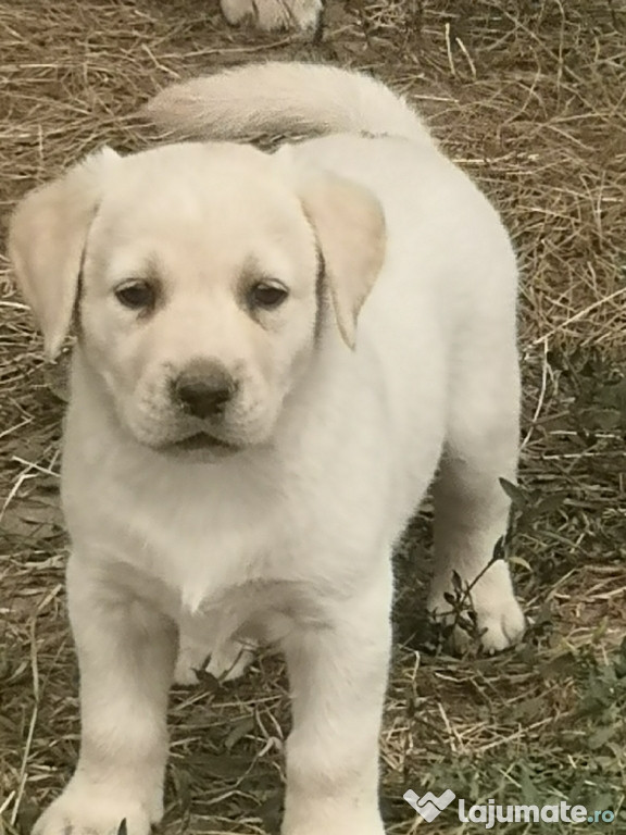 Căței Labrador