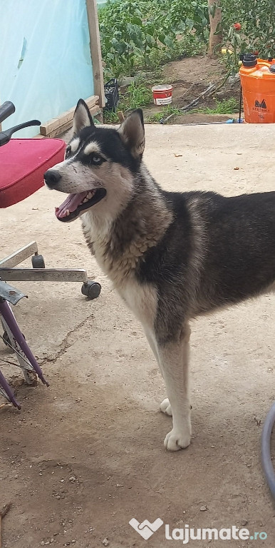 Husky Siberian