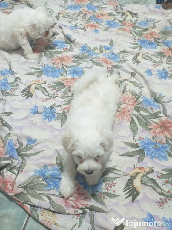 Bichon