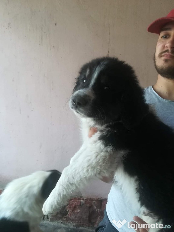 Masculi ciobanesc romanesc de bucovina