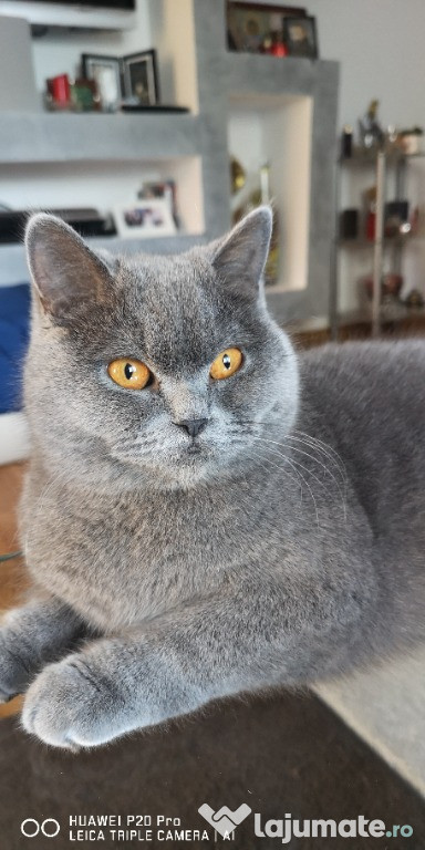 Pisica british shorthair