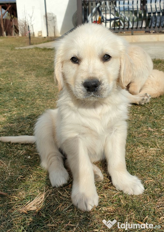 Catei Golden Retriever cu Pedigree