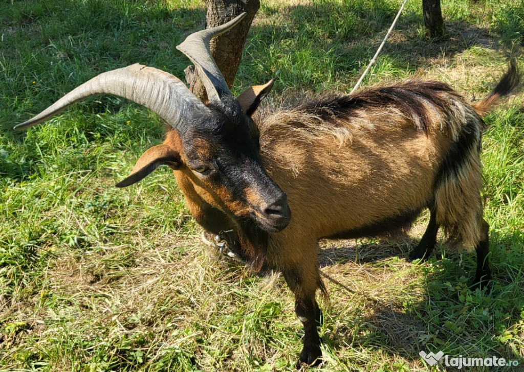 Țap Alpin Francez (Monta) Împerechere