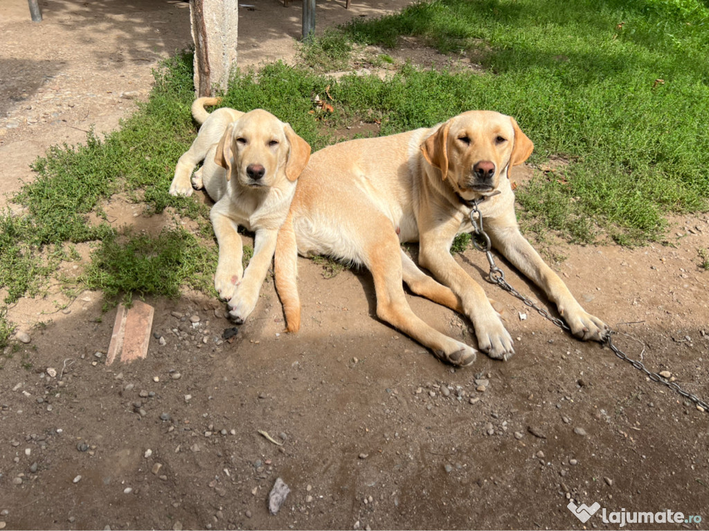 Caine labrador