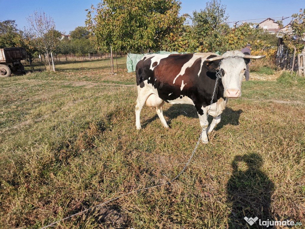 Vacă de lapte, tanara