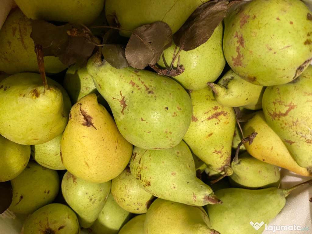 Pere Pergamut pentru tuica