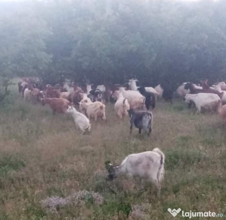 Capre rasa Carpatina 50 de bucăți