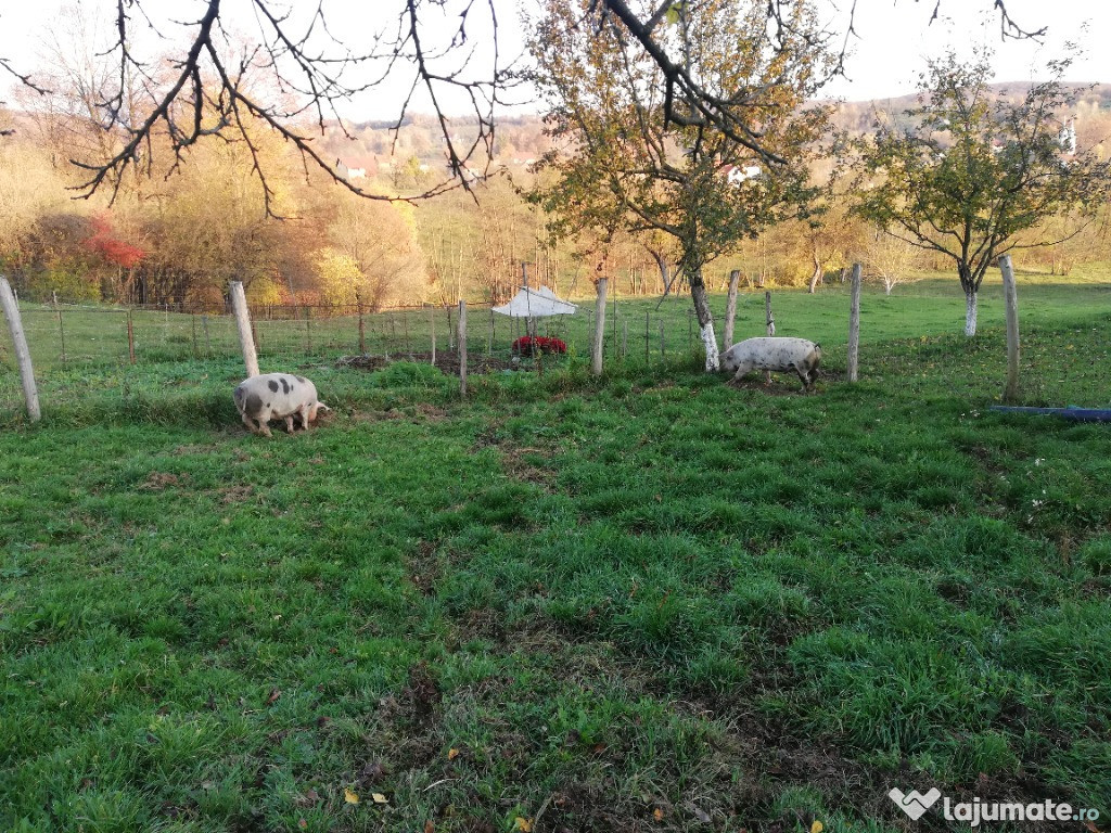 Porc de Crăciun