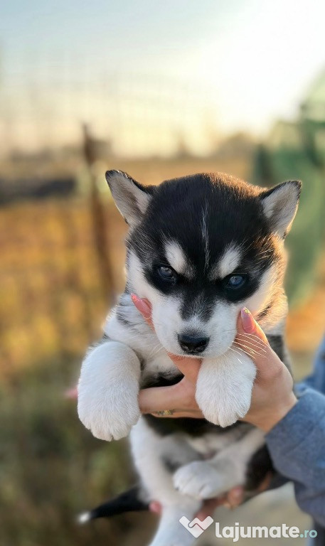 Cățelușa Husky
