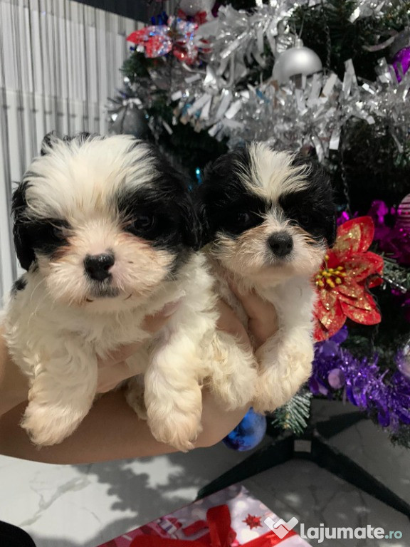 Catei shihtzu/bichon