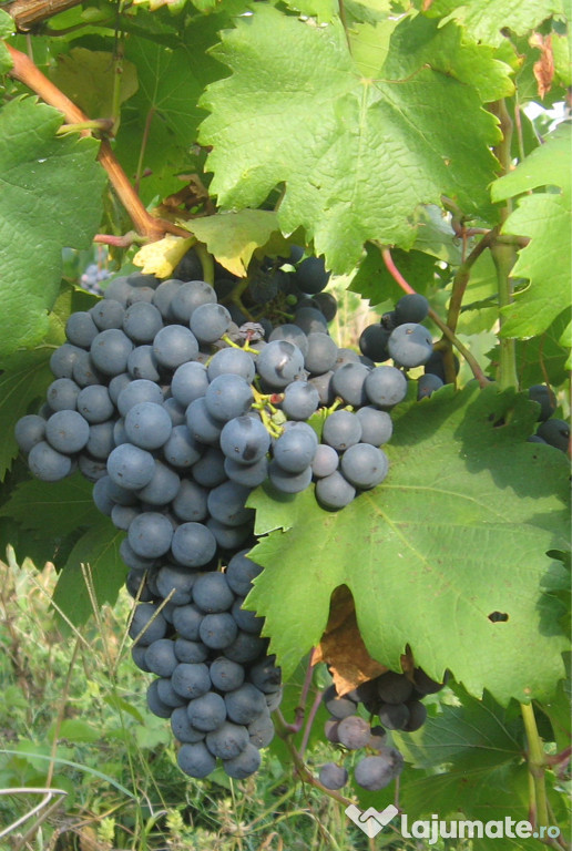 Vin roșu de casă Fragă Neagră (Căpșunică) și Zmeurată Vișinată cireșată