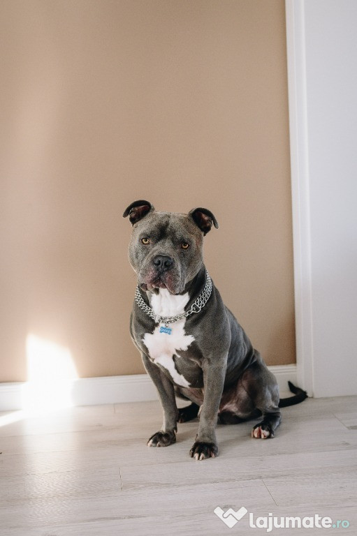 Mascul Amstaff Blue disponibil pentru monta