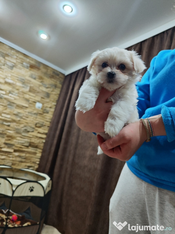 Bichon maltez mini toy