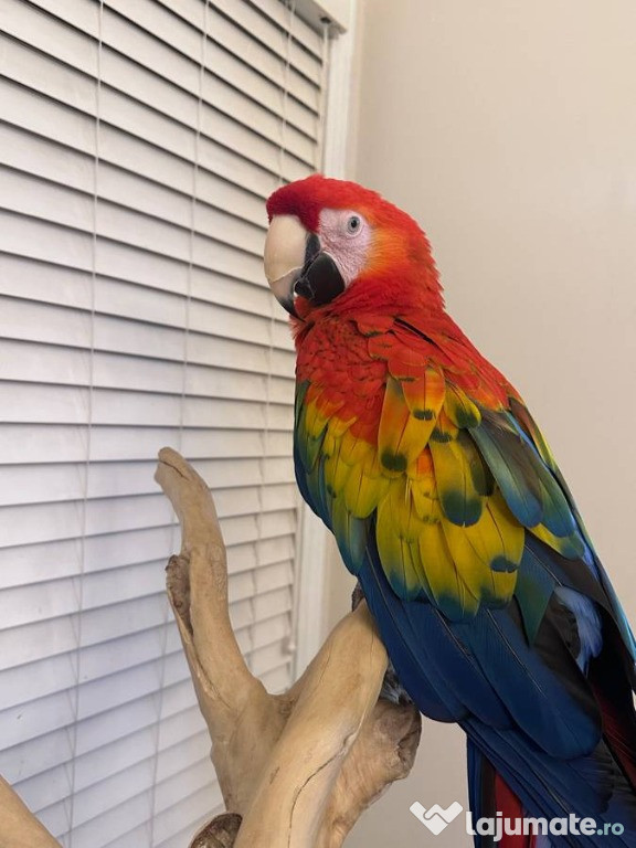 Papagal macaw stacojiu