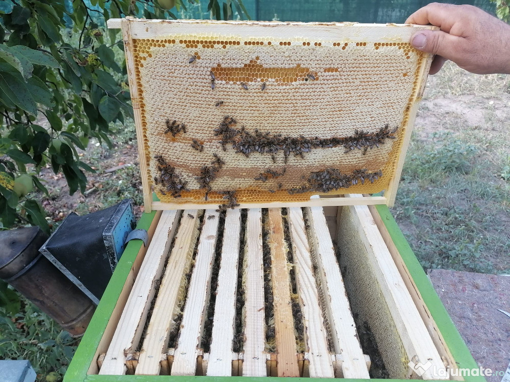 Miere naturala de albine + rame cu faguri cu miere