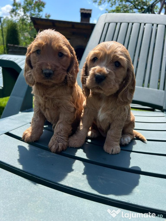 Cocker spaniel aurii