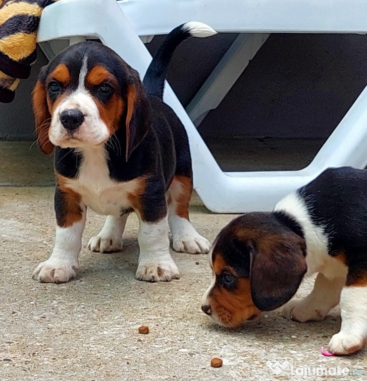Pui de BEAGLE