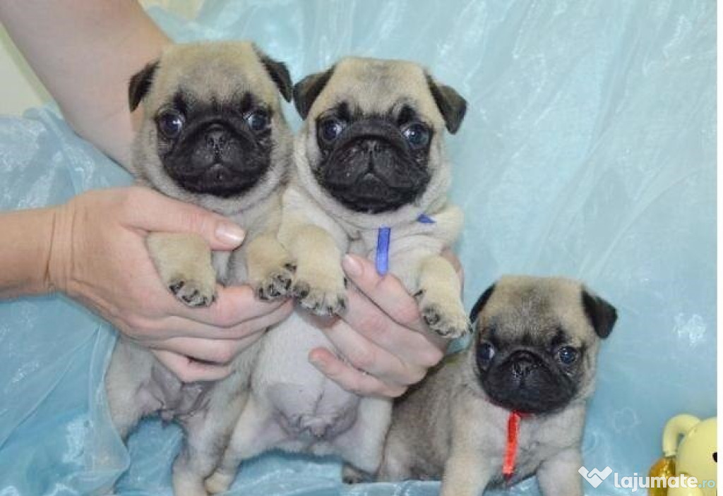 Mops Pug bej, genetic pur, factura, garantie, transport
