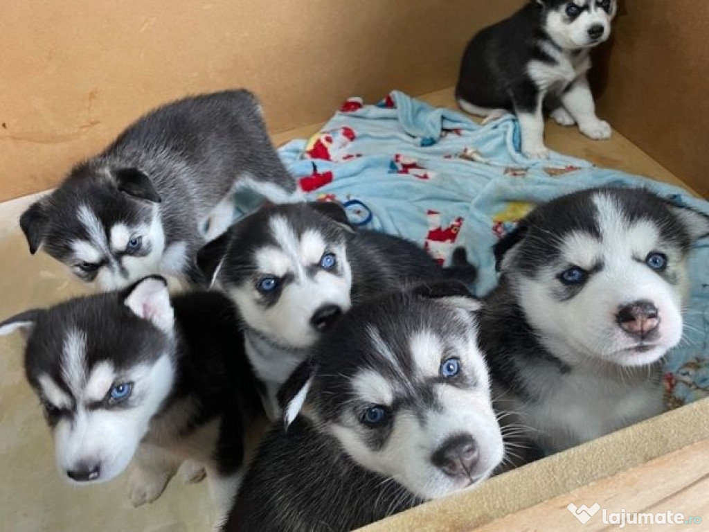 Catelusi husky siberian