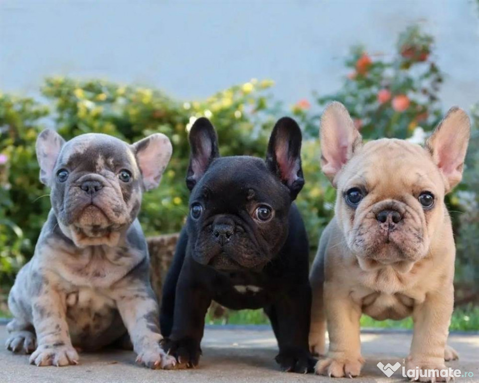Cățeluși Super Bulldog Francez