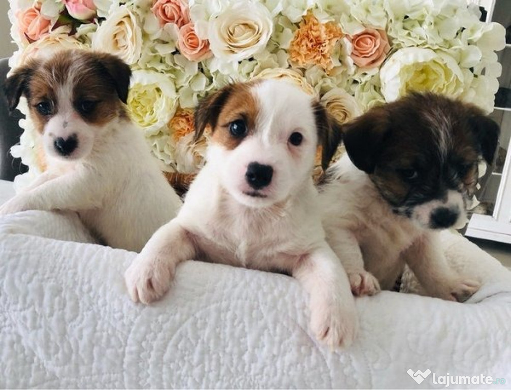 Catelusi Jack Russell