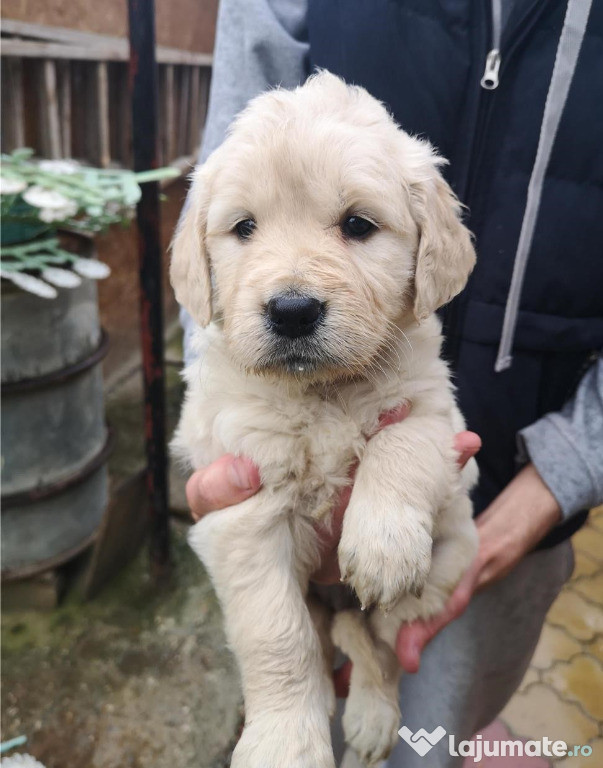 Pui rasa Golden Retriever