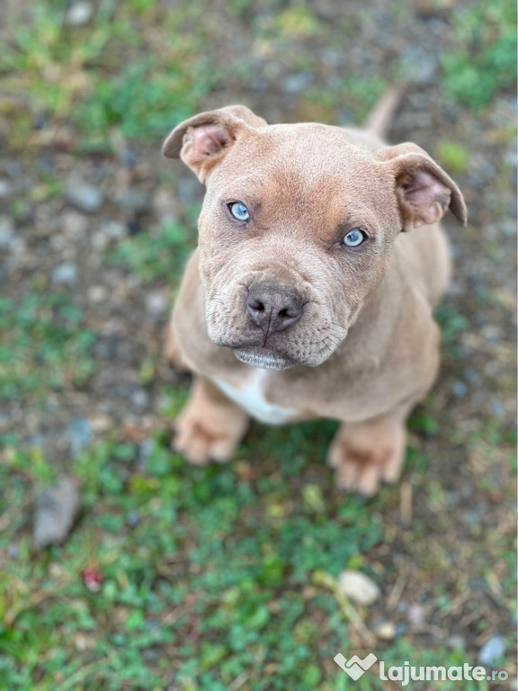 American bully xl fetita 2 luni