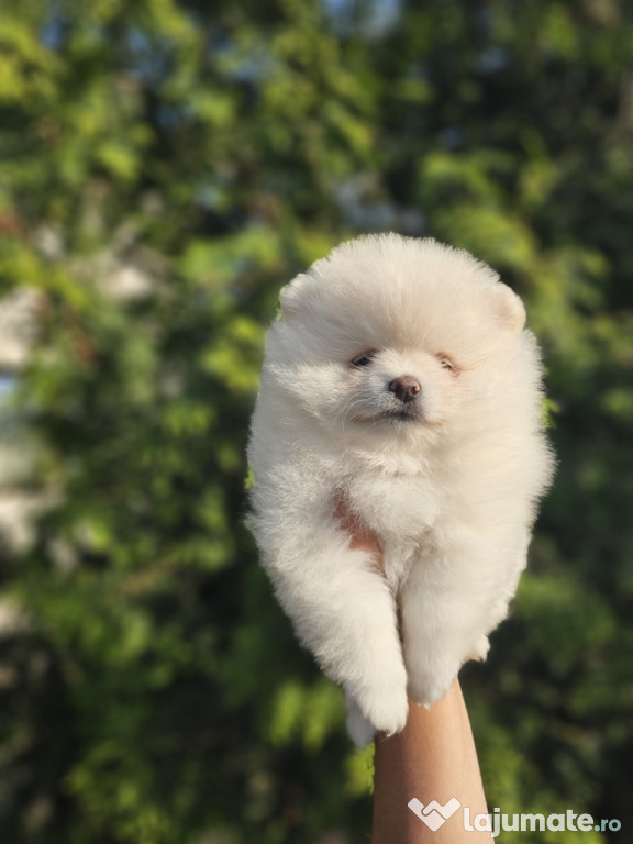 Pomeranian fetita