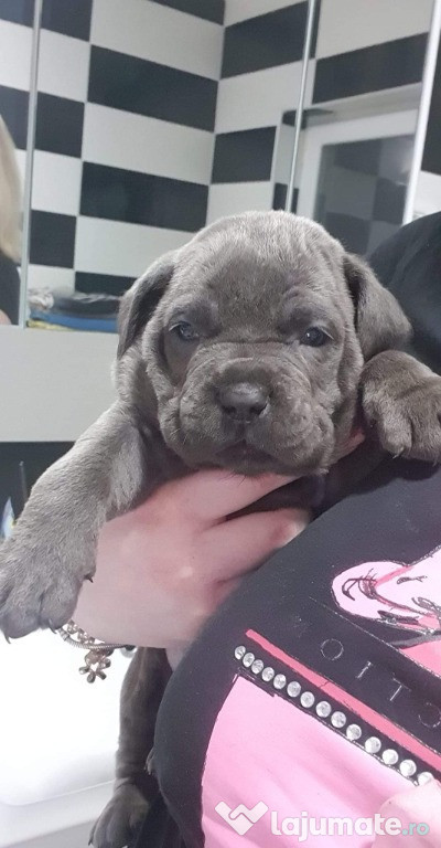 Pui de cane corso