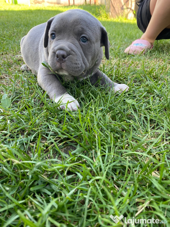 Pui american Bully pocket