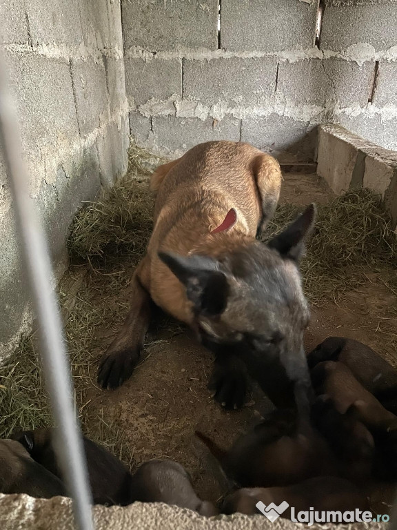 Ciobănesc belgian Malinois