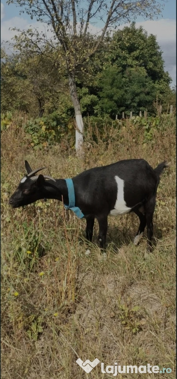 Capra Murciana Granadina își schimbă domiciliul