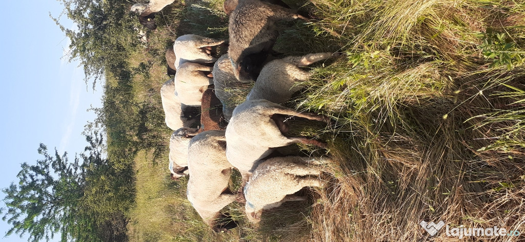 Oi si miei de vanzare.