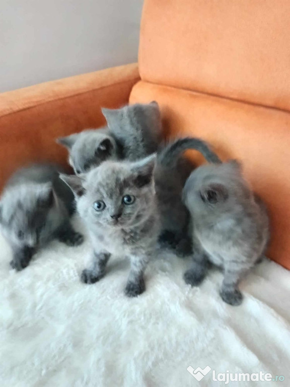 Vând pui de pisică rasă British Schorthair blue