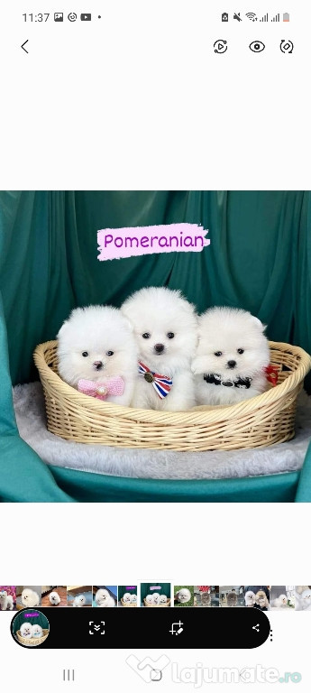 Pomeranian mini puppy