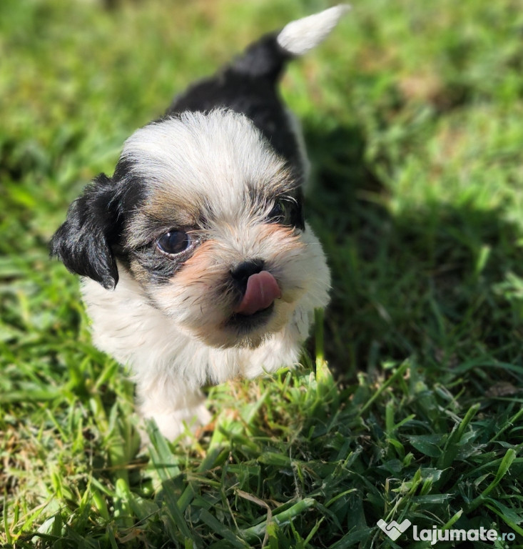 Catelusi shih-tzu