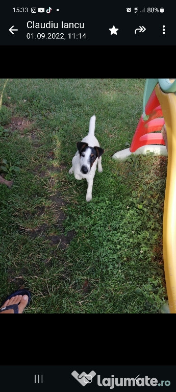 Fox terrier smooth