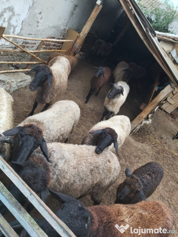 Se vând 12 oi, 6 miei și un berbeac