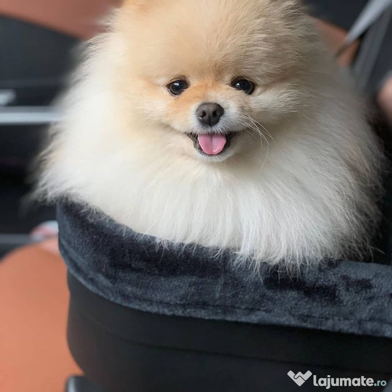 Pui de rasă pomeranian