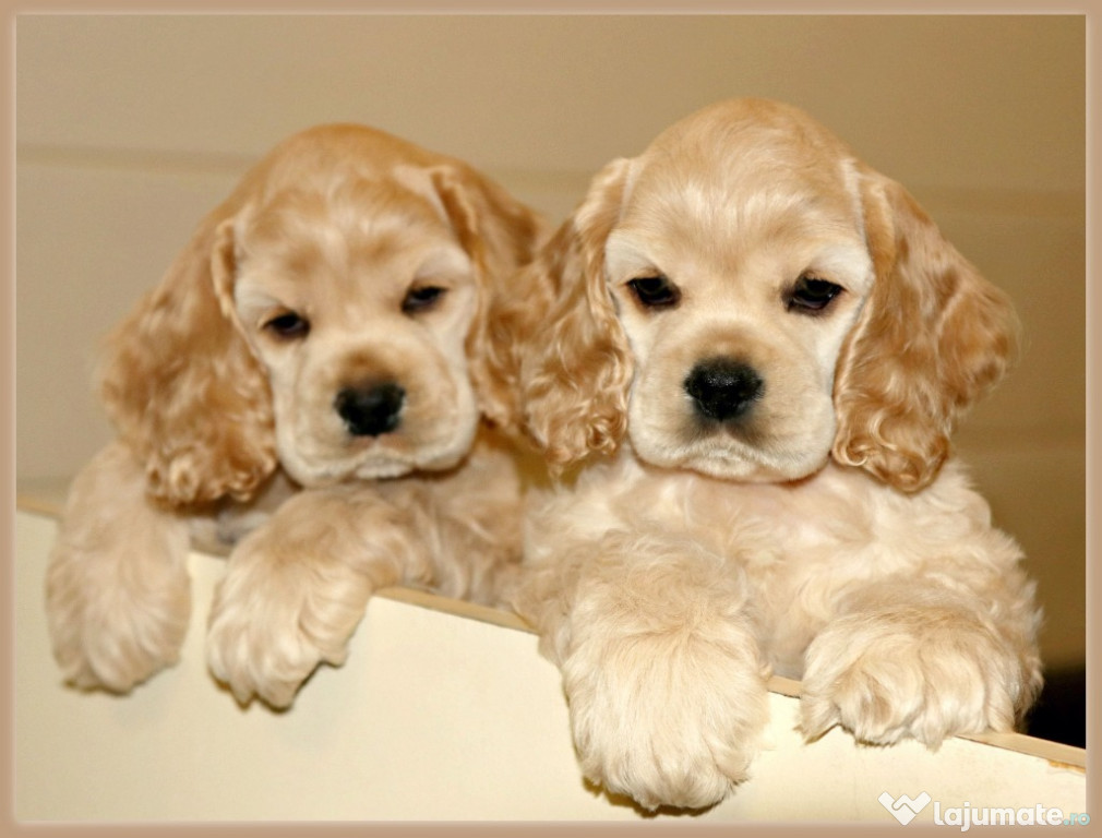 Catelusi cocker spaniel