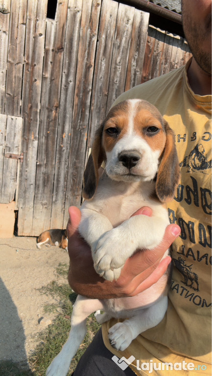 Cățeluși Beagle vârstă 2 luni