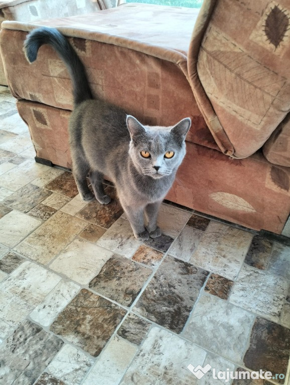 Femelă British Shorthair