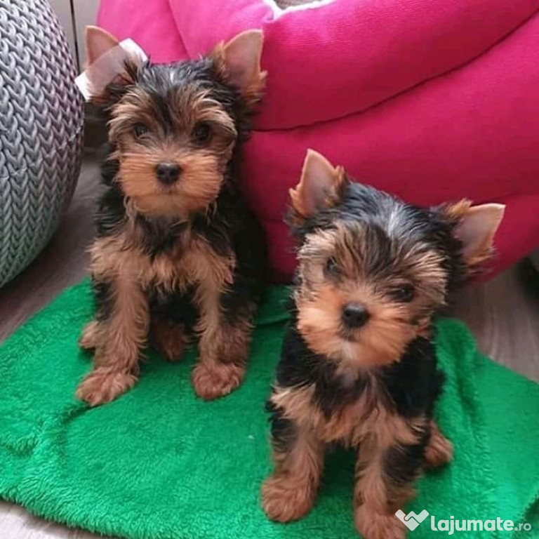 De vânzare 2 cățeluși frumoși de Yorkshire Terrier.